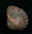 Very Detailed Enrolled Barrandeops (Phacops) Trilobite #4740-1